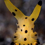 Babosa marina amarilla pokémon